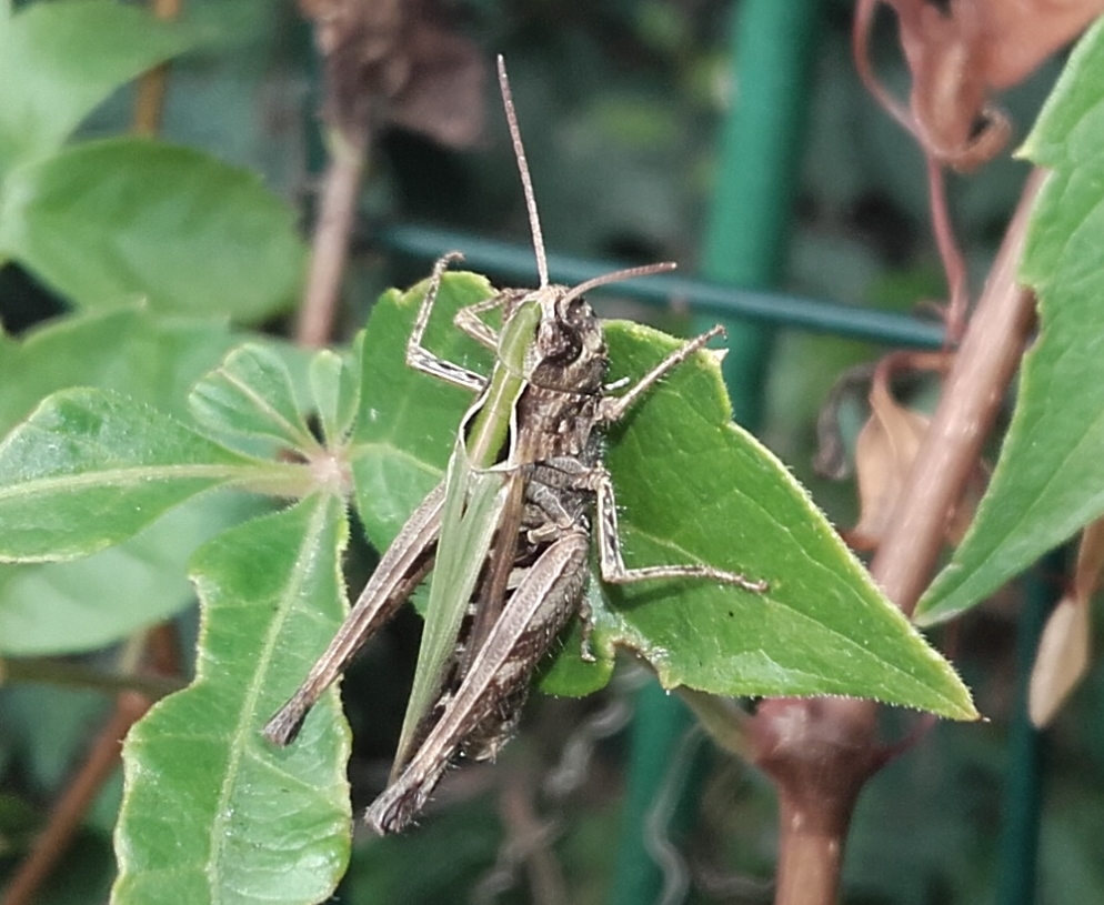 Invasione di cavallette:  Omocestus (Omocestus) rufipes