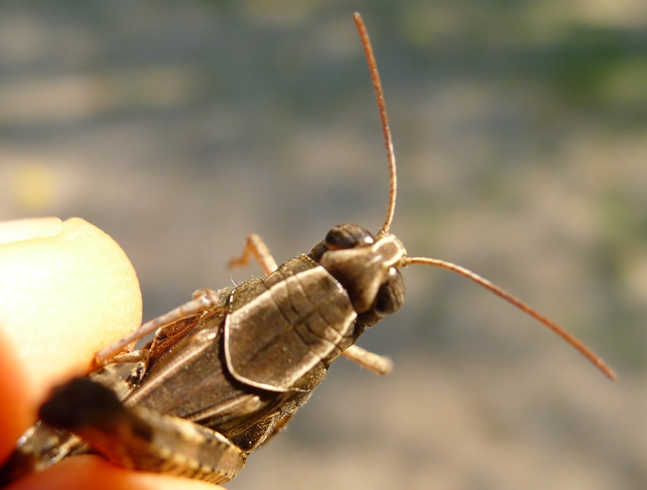 Acrididae: Calliptamus italicus italicus