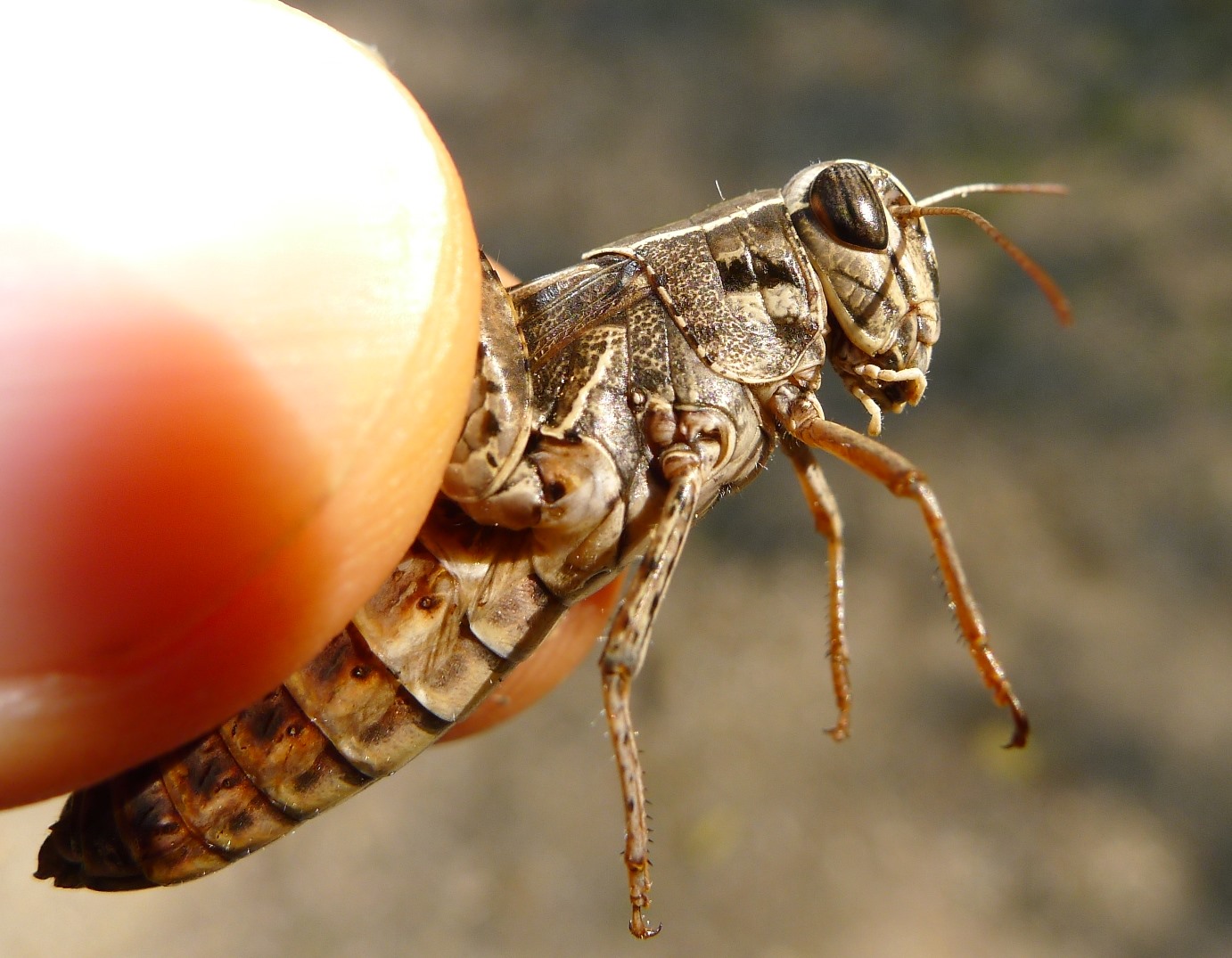 Acrididae: Calliptamus italicus italicus
