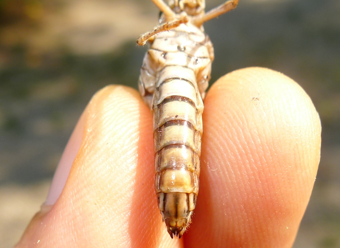 Acrididae: Calliptamus italicus italicus