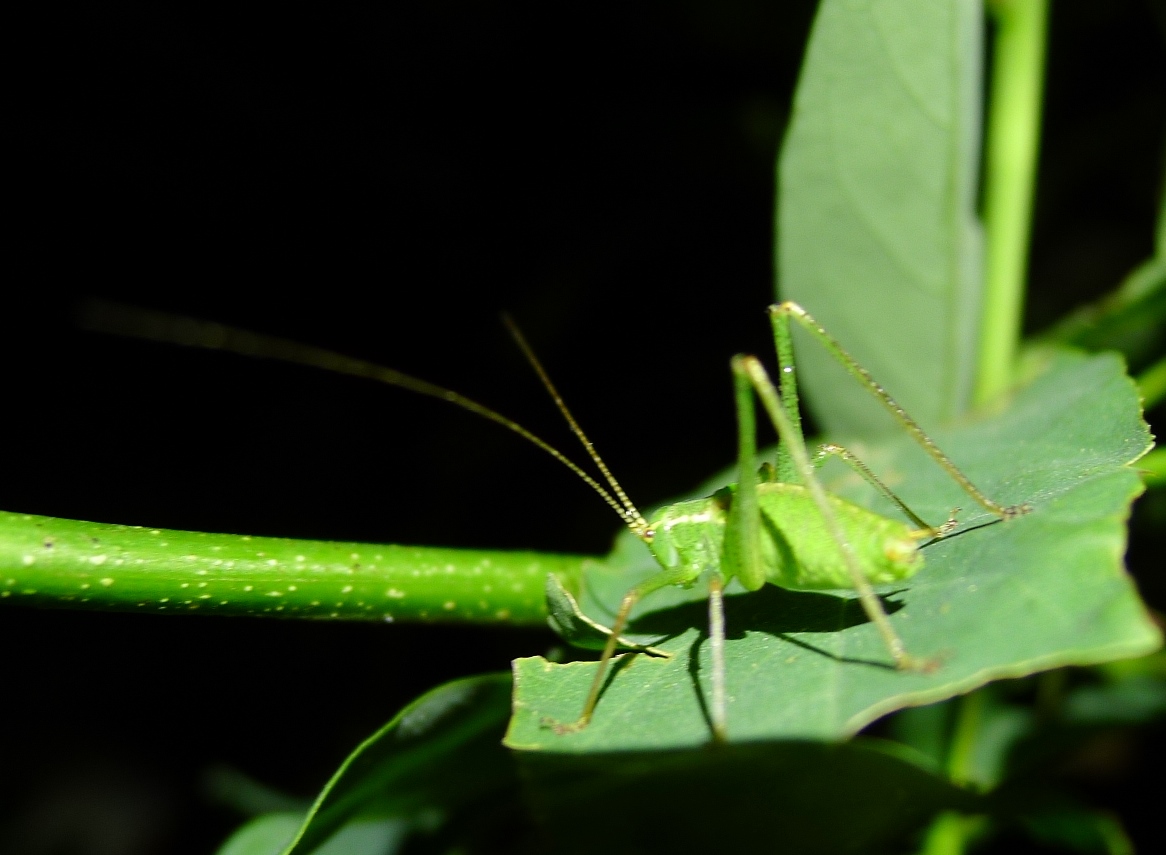 Phaneropteridae:  Leptophyes cfr. laticauda