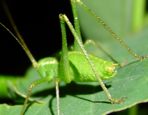 Phaneropteridae:  Leptophyes cfr. laticauda