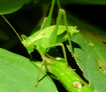 Phaneropteridae:  Leptophyes cfr. laticauda