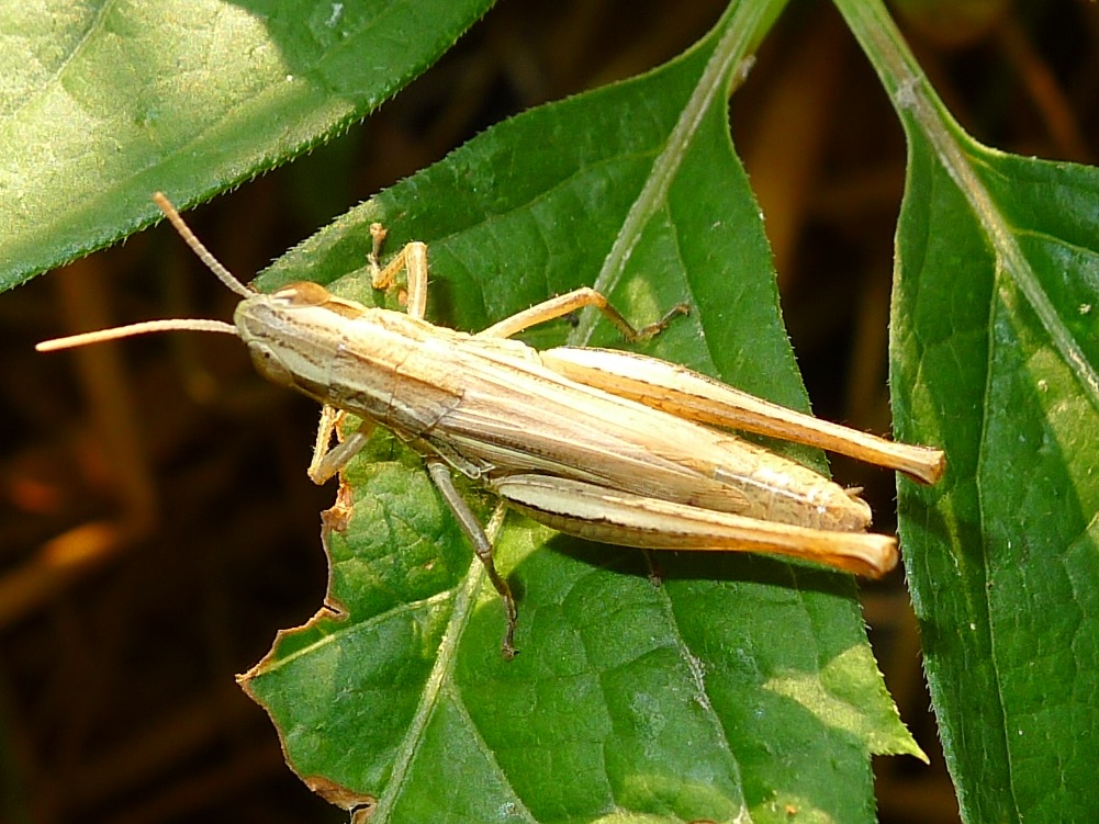 Cavallettina striata