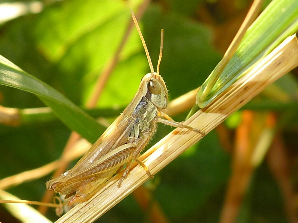 Cavallettina striata