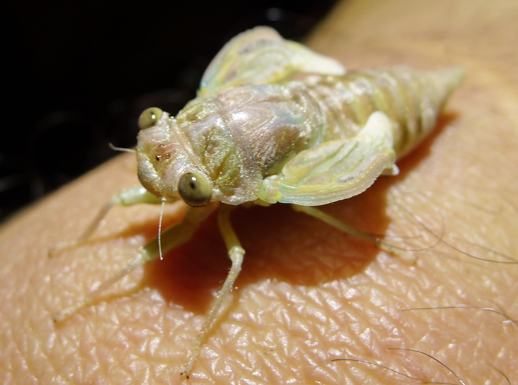 Exuvia ed adulti di Cicada orni (contiene audio )