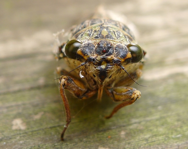 Exuvia ed adulti di Cicada orni (contiene audio )