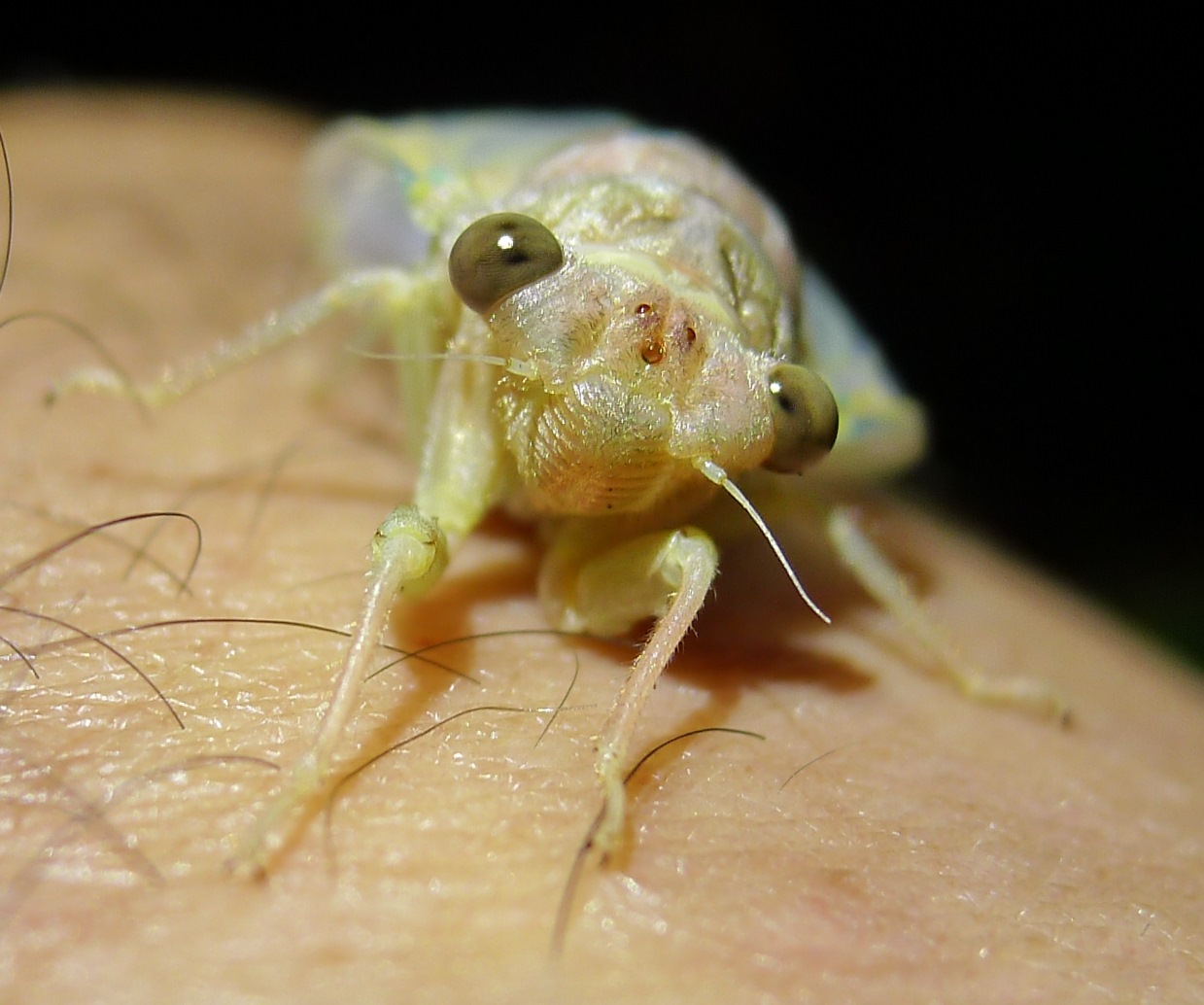 Exuvia ed adulti di Cicada orni (contiene audio )