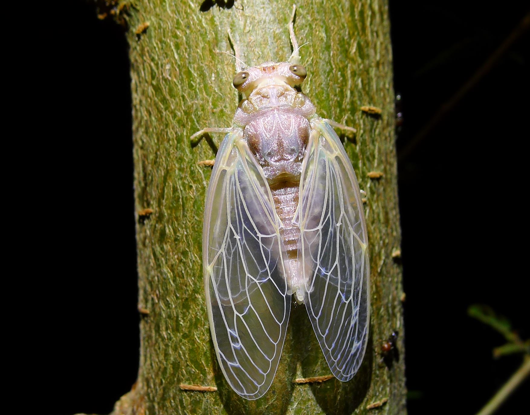 Exuvia ed adulti di Cicada orni (contiene audio )