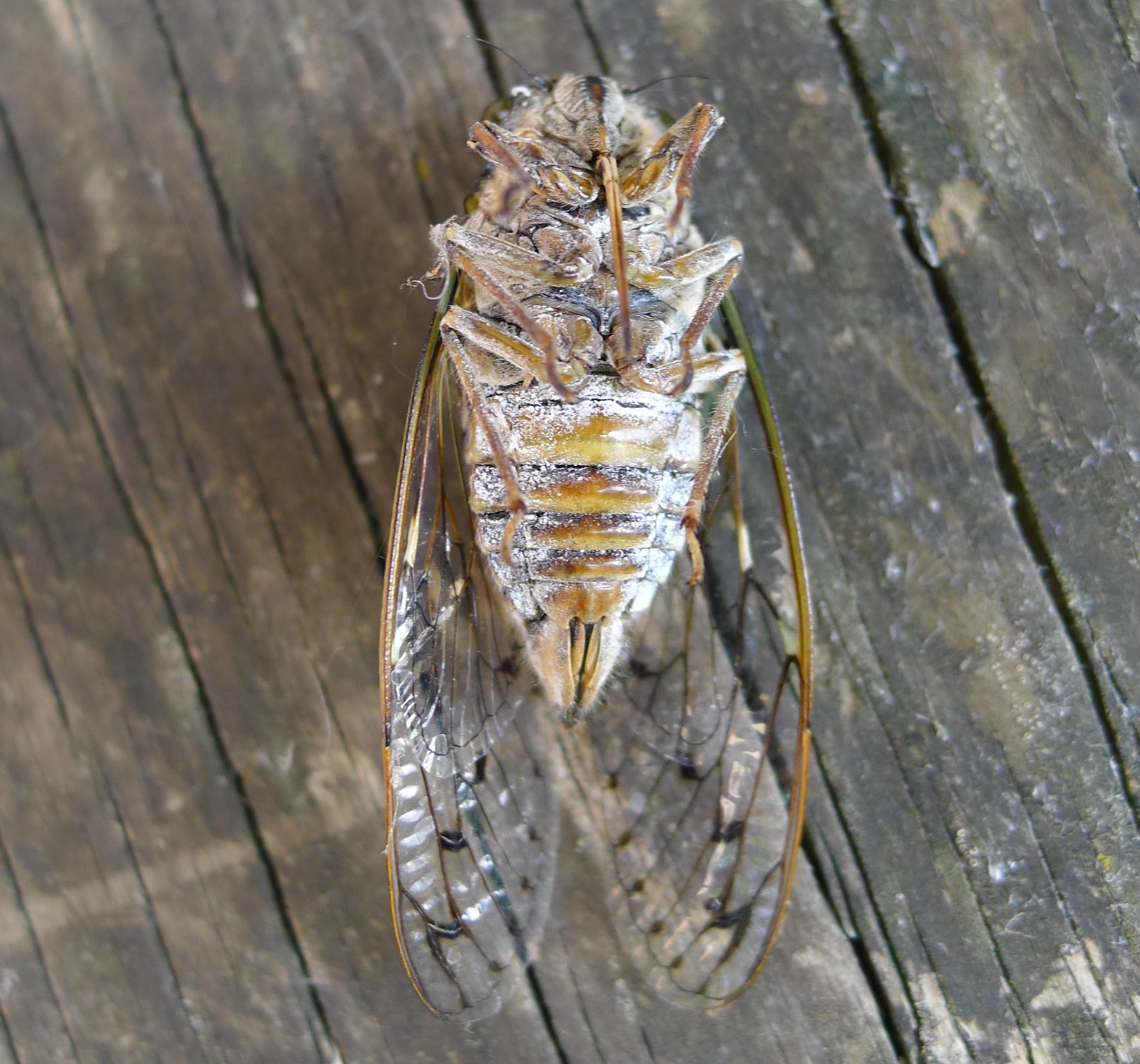 Exuvia ed adulti di Cicada orni (contiene audio )
