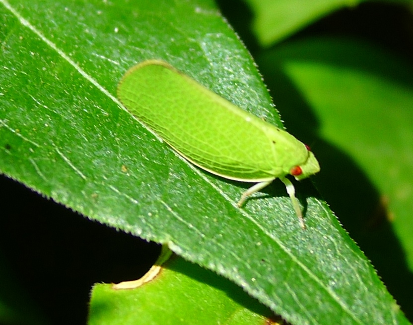 Fulgoromorfo: Acanalonia conica