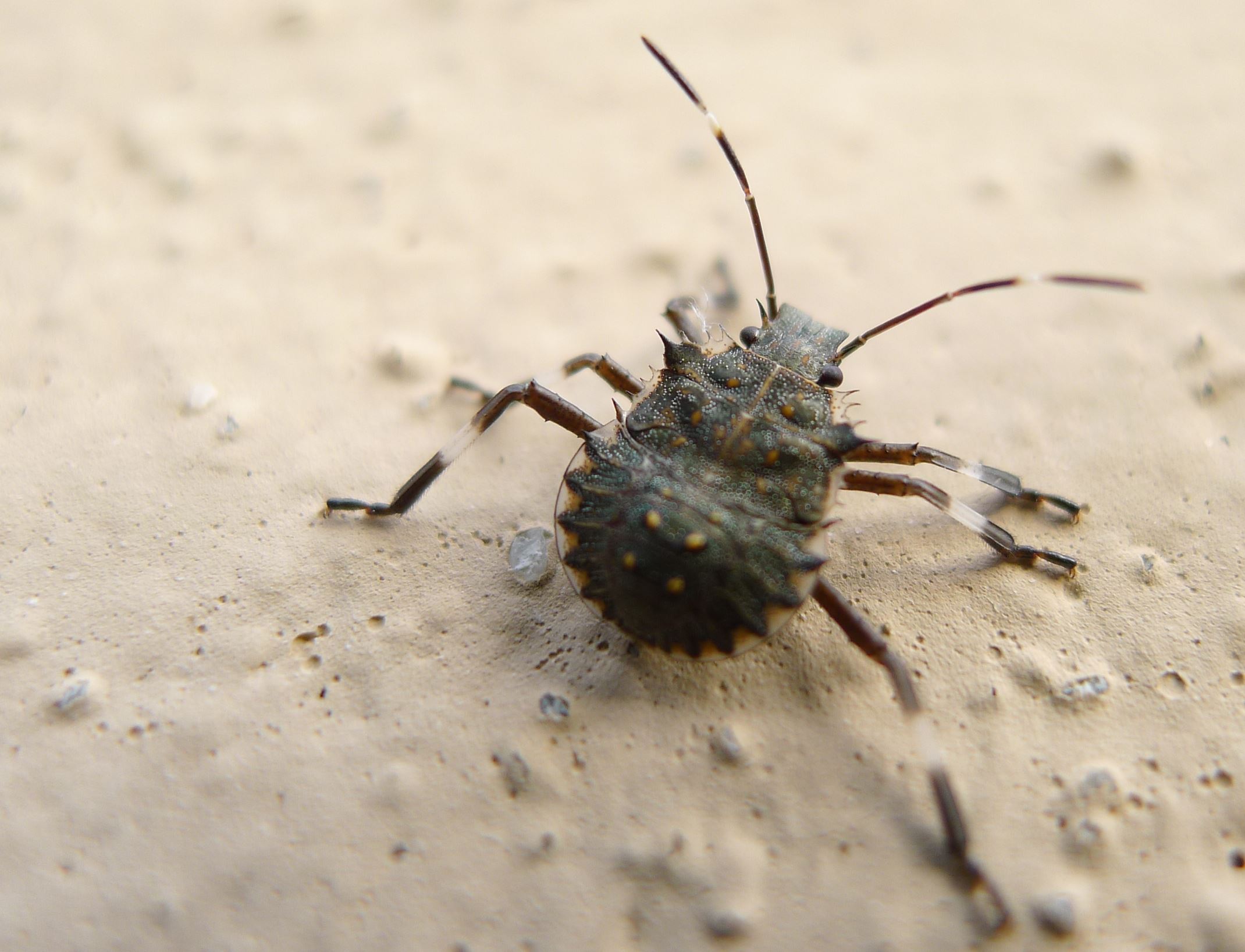 neanide di Halyomorpha halys (Pentatomidae)