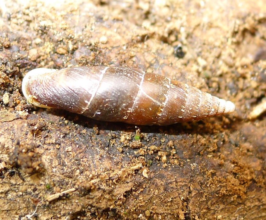 Altra clausilia