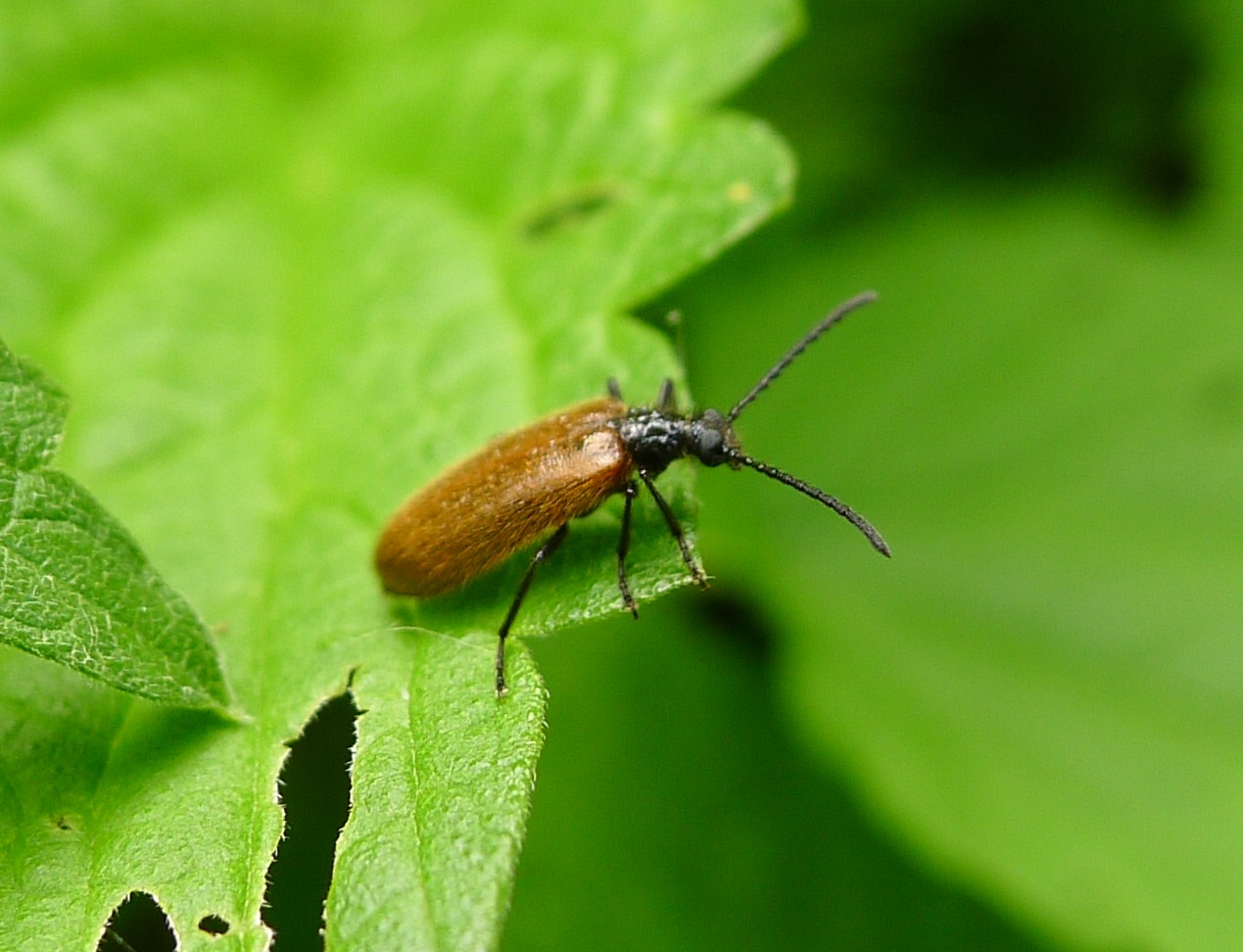Coleotterino peloso: Lagria hirta, Tenebrionidae