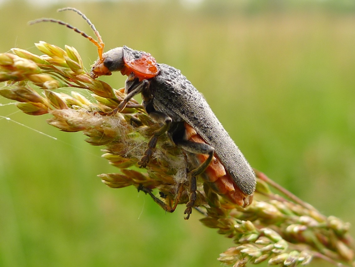 Cantharis da ID