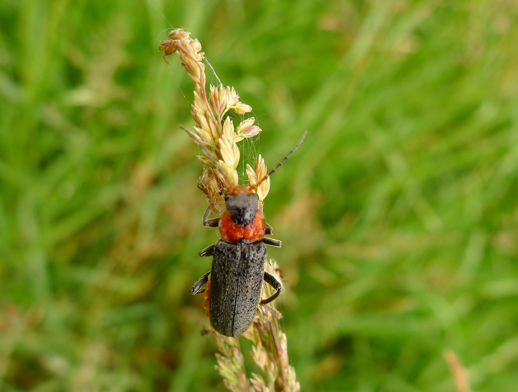 Cantharis da ID