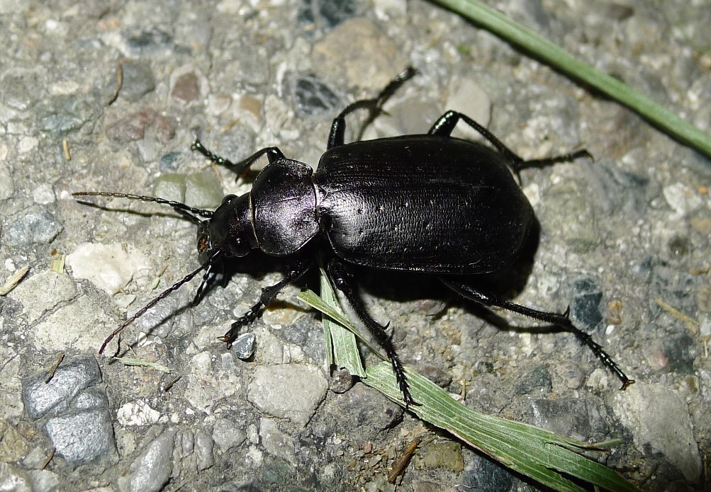 Coleotterone: Calosoma maderae