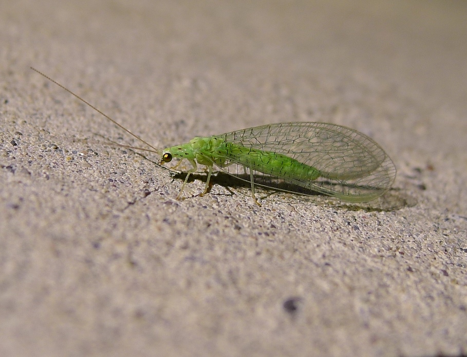 Chrysopidae:   Pseudomallada gr. prasinus, femmina.