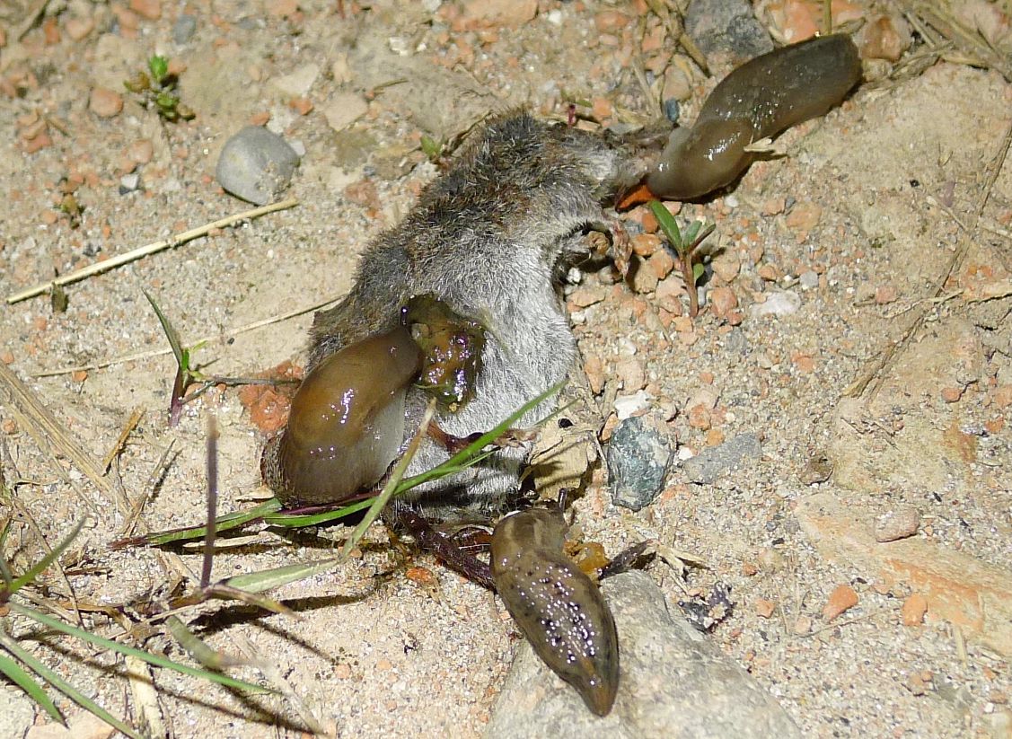 Buon appetito: Limax aldrovandi Moquin-Tandon 1855 e dacampi dal Po (CR)