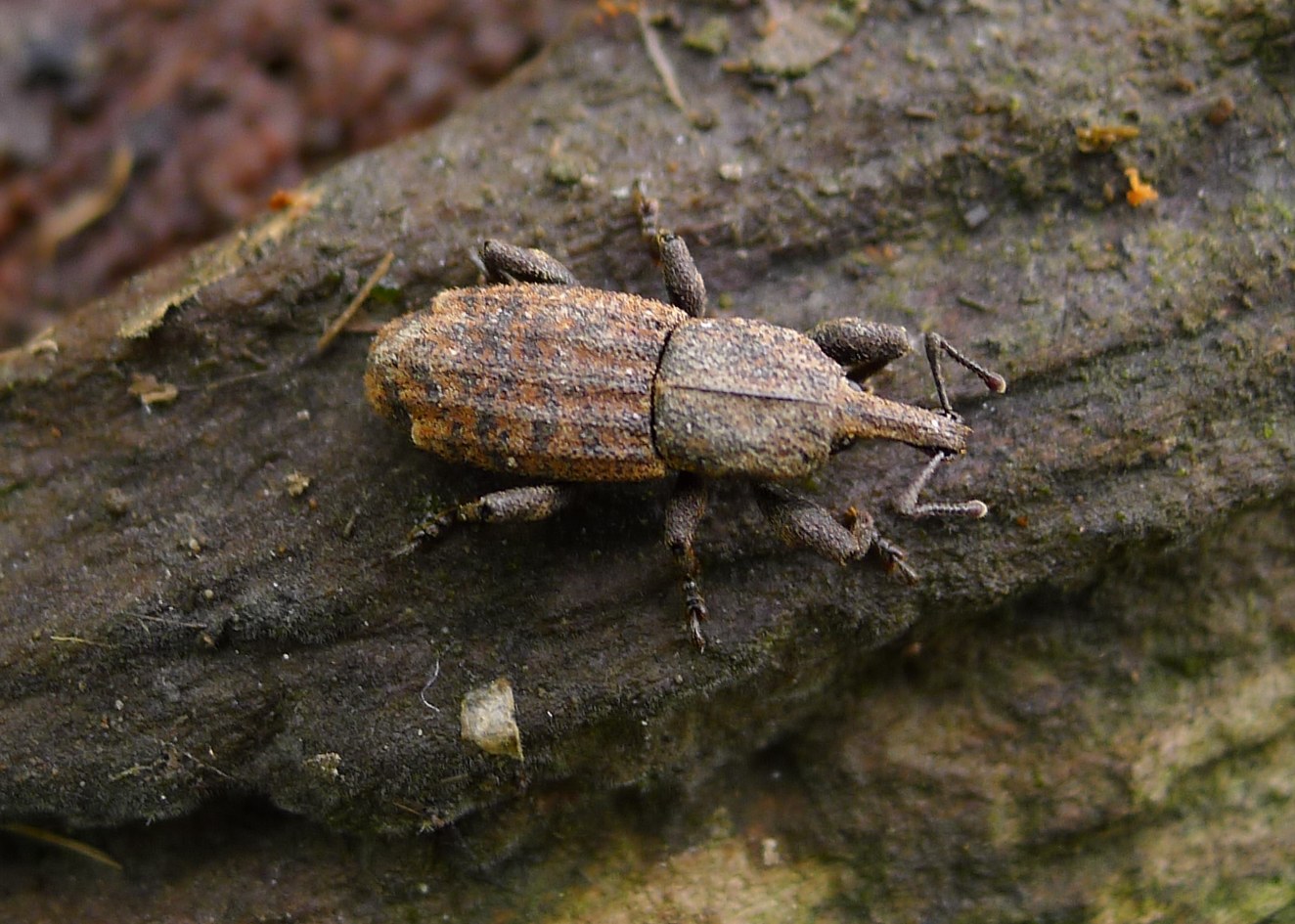 Curculionidae: Neoplinthus cfr. tigratus granulatus