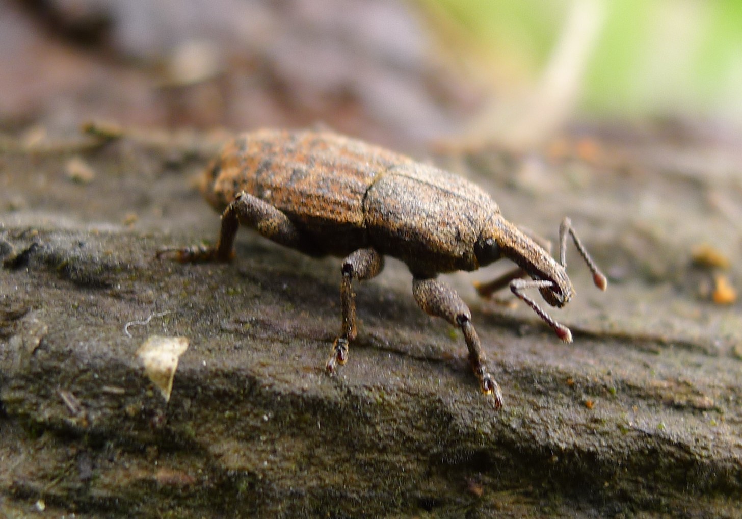 Curculionidae: Neoplinthus cfr. tigratus granulatus