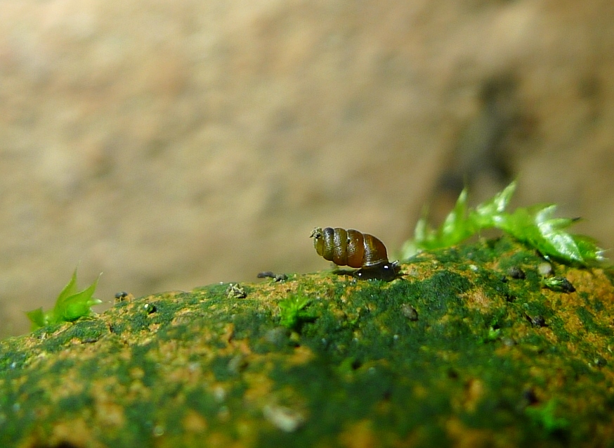 Truncatellina claustralis (Gredler, 1856)