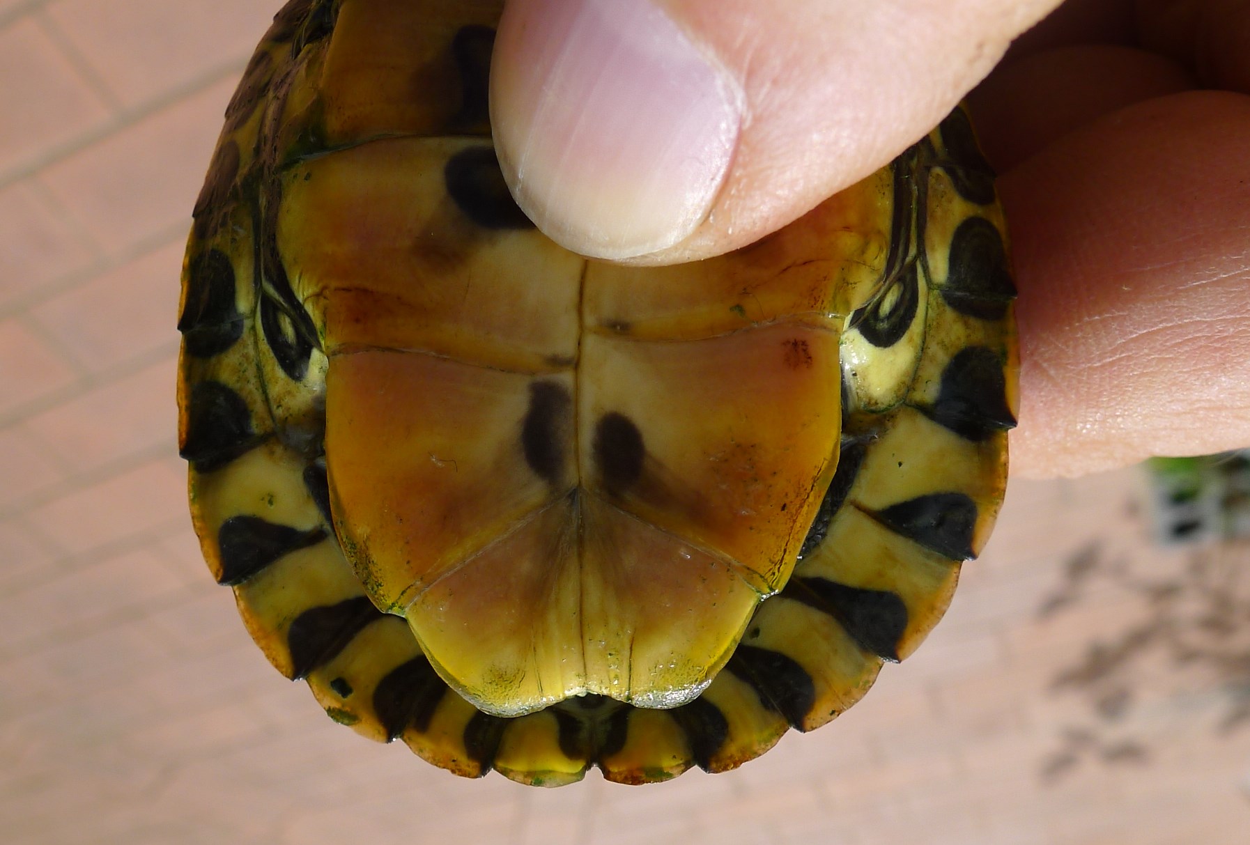 Trachemys spp.  della pianura modenese