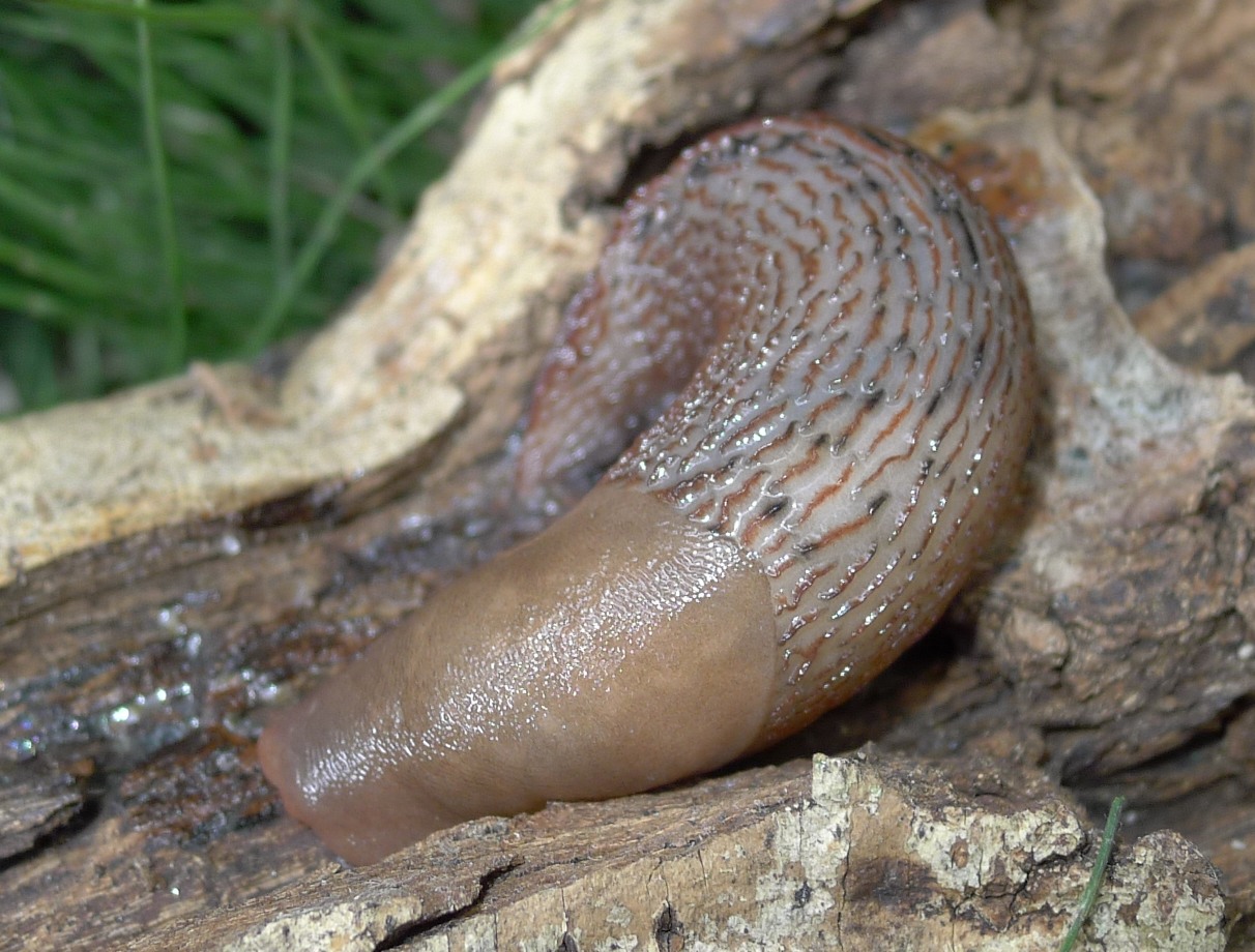 A proposito di Limax dacampi da Castelleone (CR)