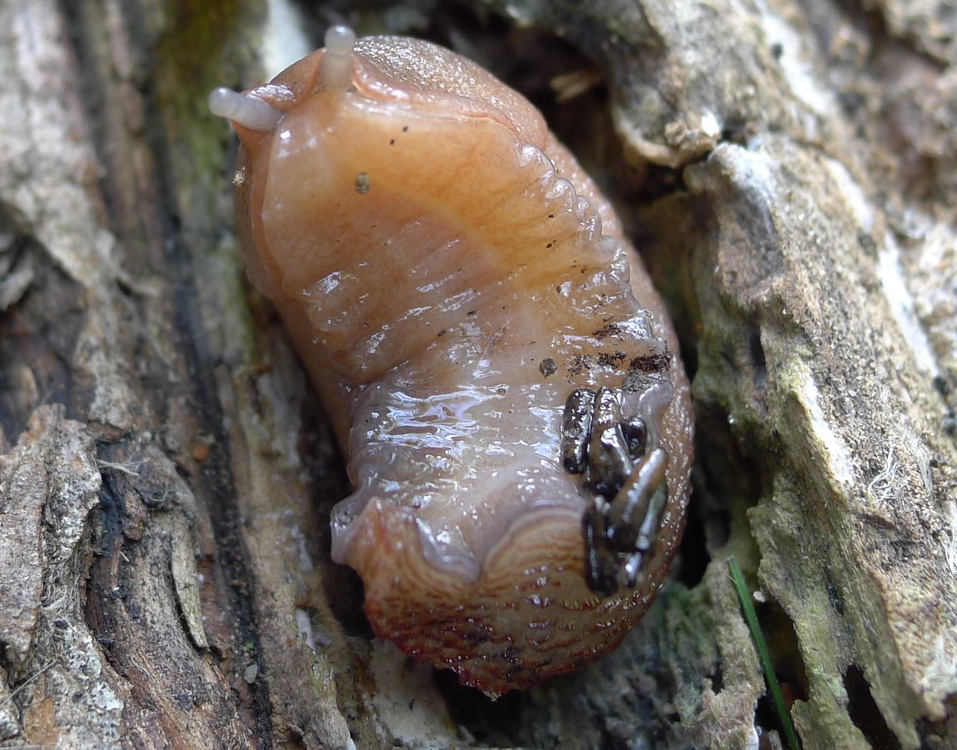 A proposito di Limax dacampi da Castelleone (CR)