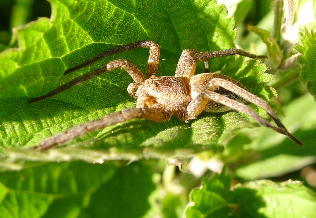 Ragno in golena:  Pisauridae: Dolomedes sp. - Viadana (MN)