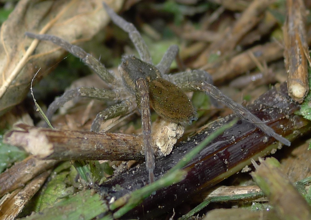 Dolomedes cfr plantarius  - Castelleone (CR)