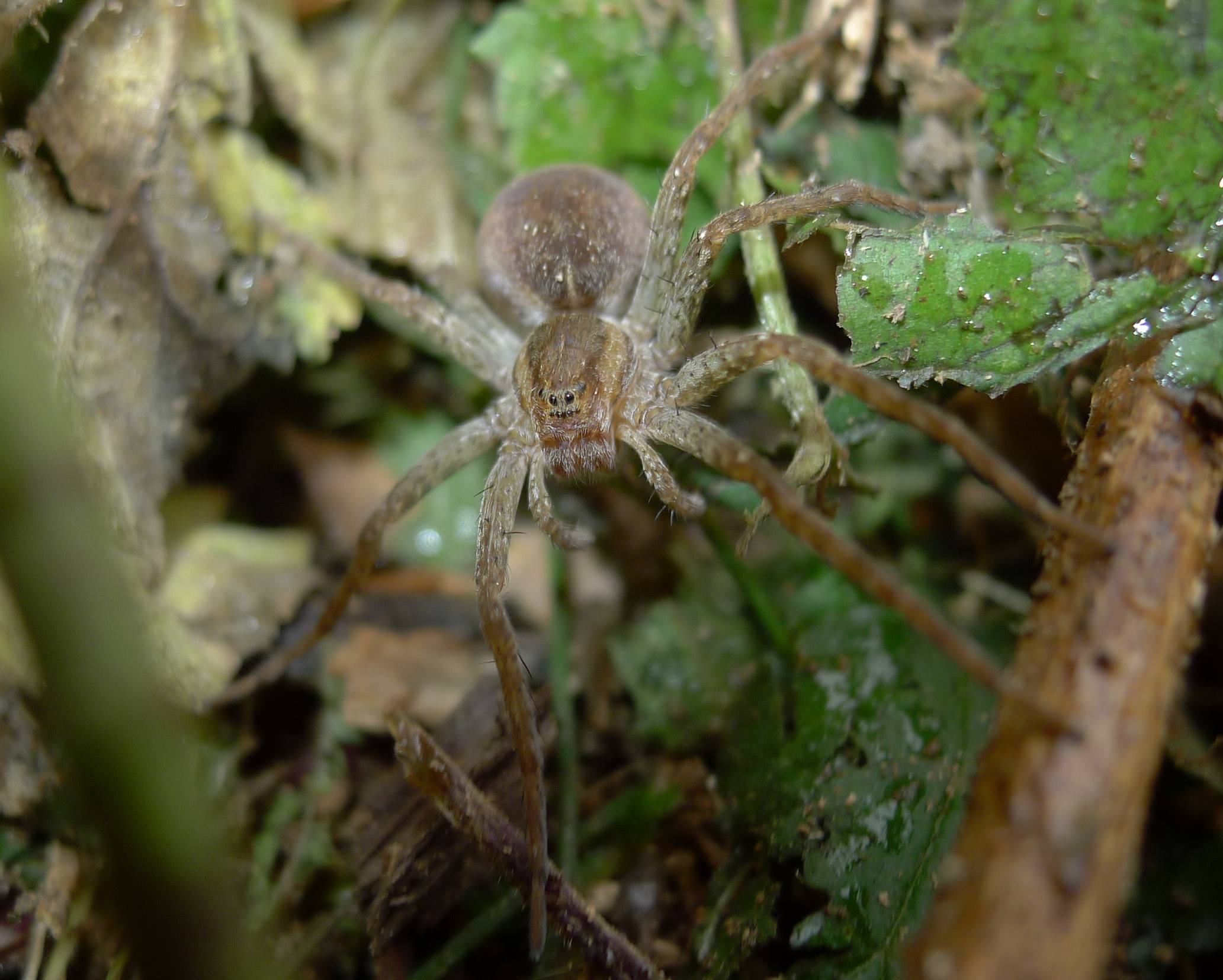 Dolomedes cfr plantarius  - Castelleone (CR)