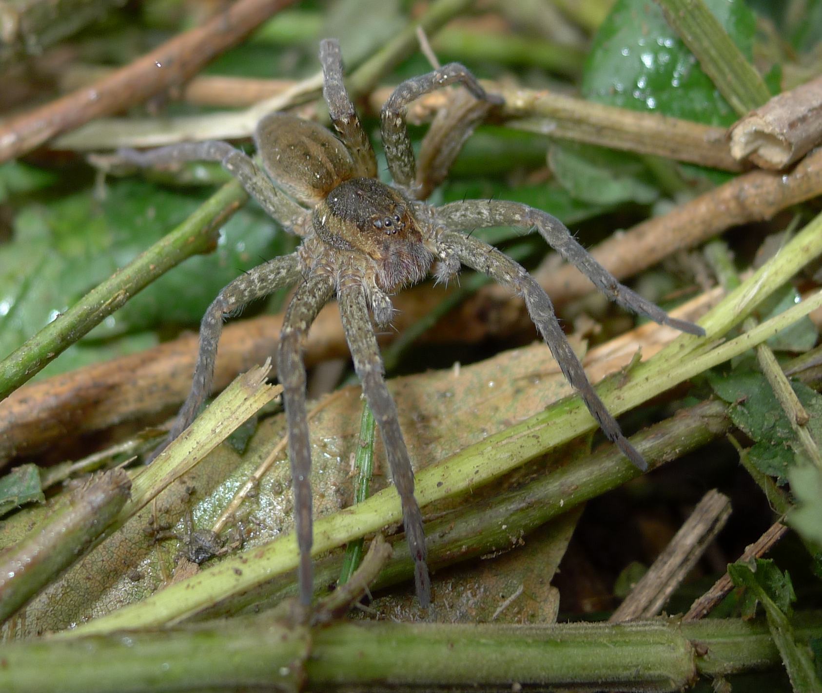 Dolomedes cfr plantarius  - Castelleone (CR)