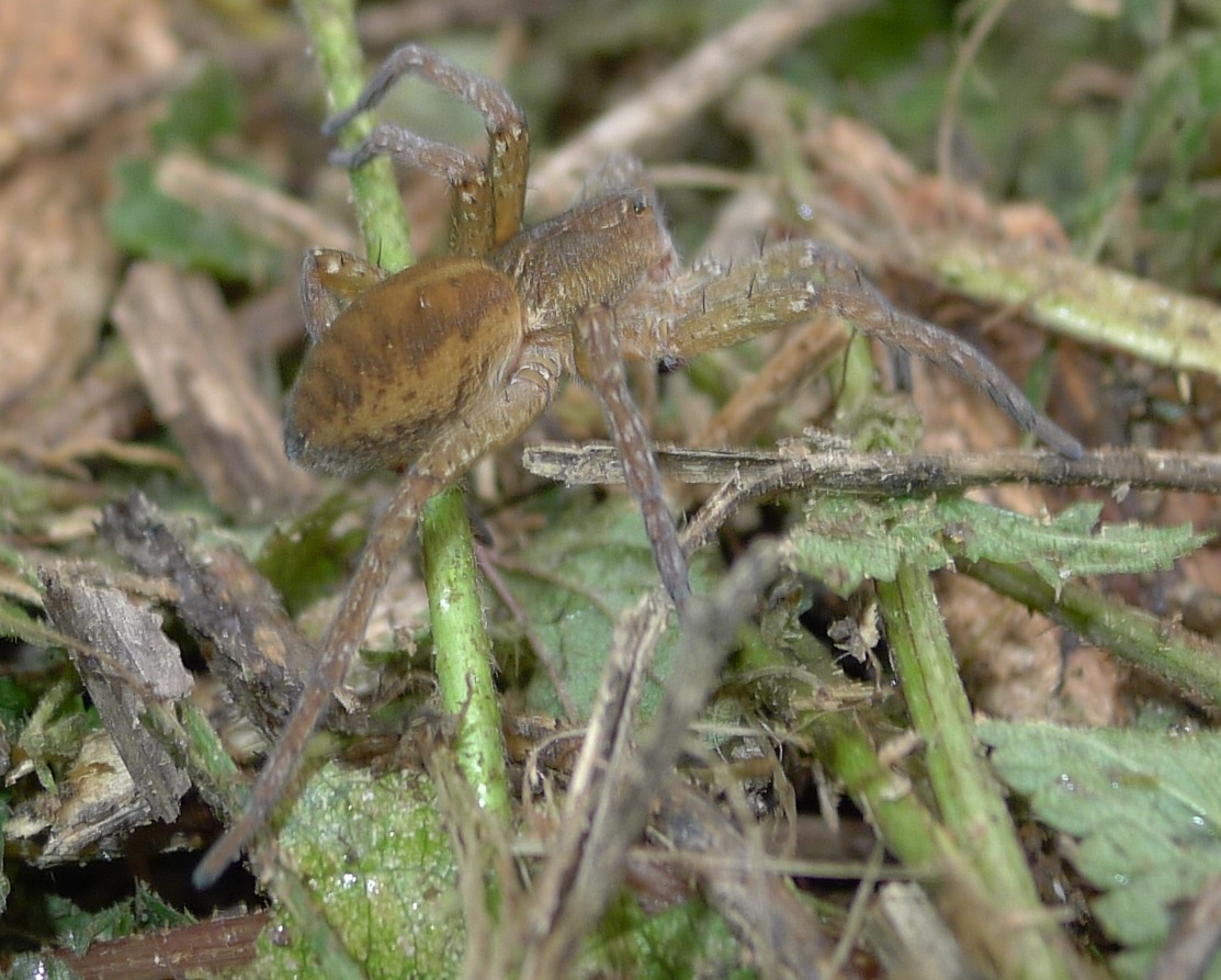 Dolomedes cfr plantarius  - Castelleone (CR)