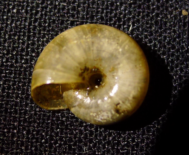 Oxychilus?