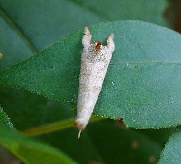 Farfalla (credo...): Clostera curtula - Notodontidae