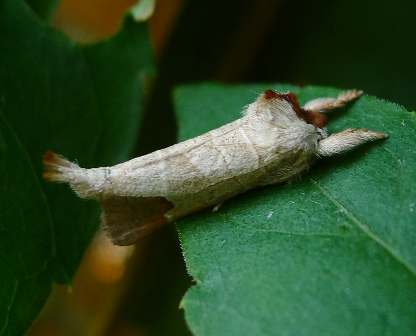 Farfalla (credo...): Clostera curtula - Notodontidae