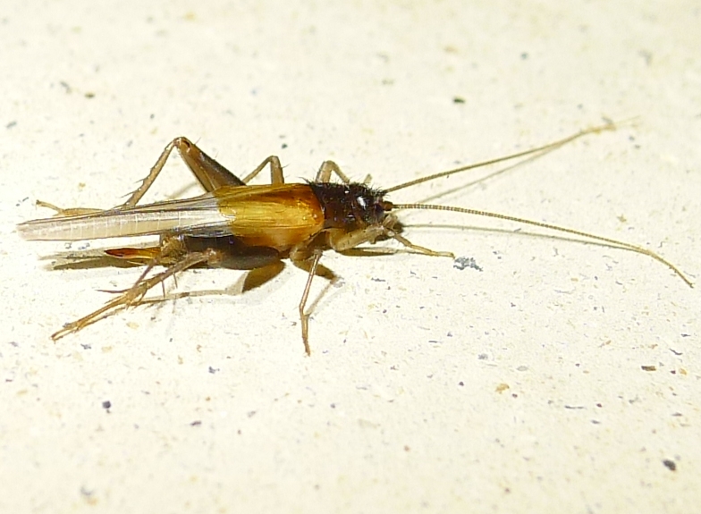 Gryllidae: Stenonemobius gracilis e  Pteronemobius heydenii