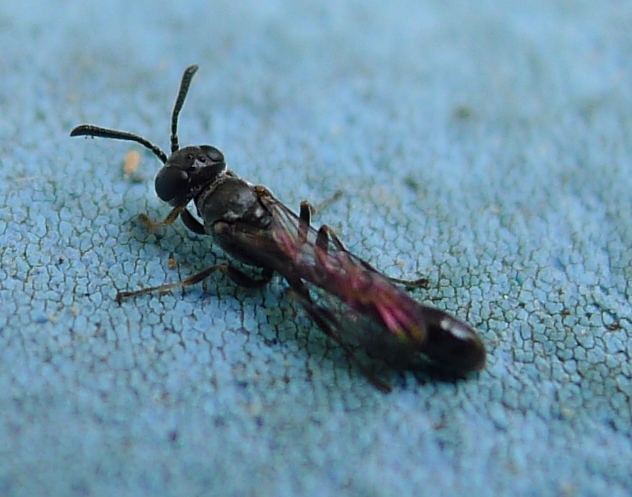 Vespine nere:  Trypoxylon sp. (Crabronidae)