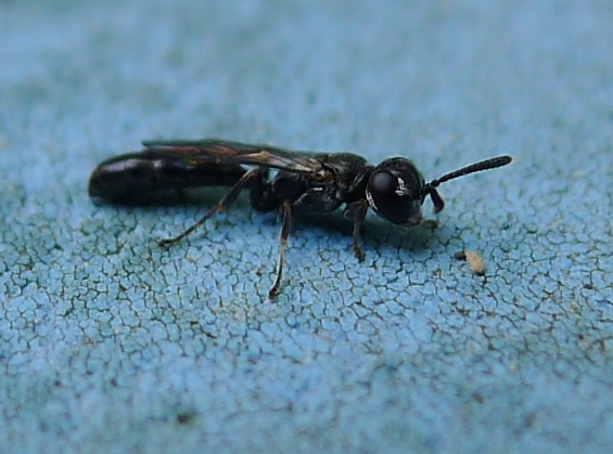 Vespine nere:  Trypoxylon sp. (Crabronidae)