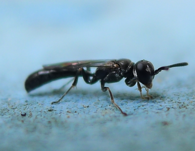 Vespine nere:  Trypoxylon sp. (Crabronidae)