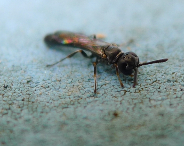 Vespine nere:  Trypoxylon sp. (Crabronidae)
