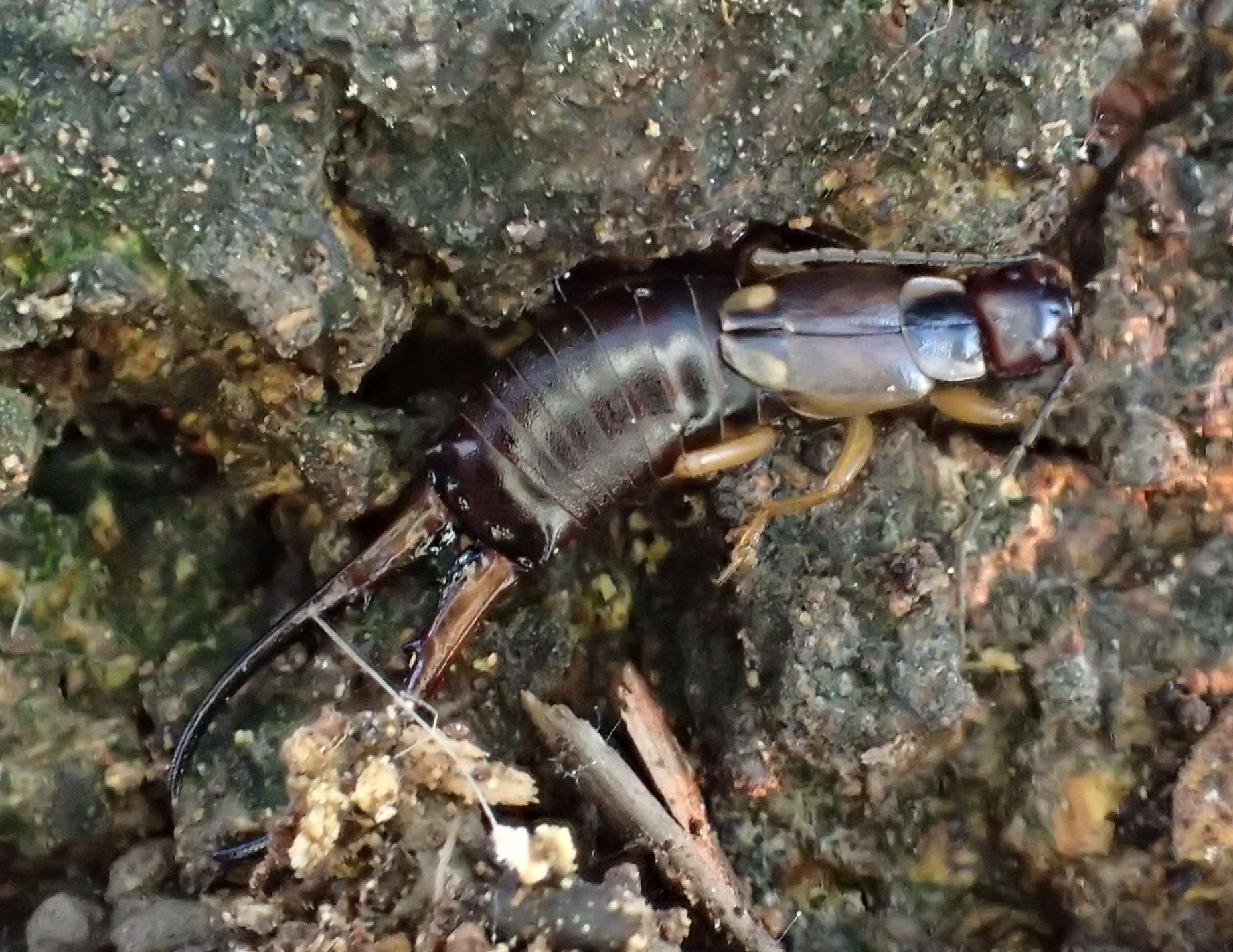 Forficula auricularia, maschio:  ibernato ?