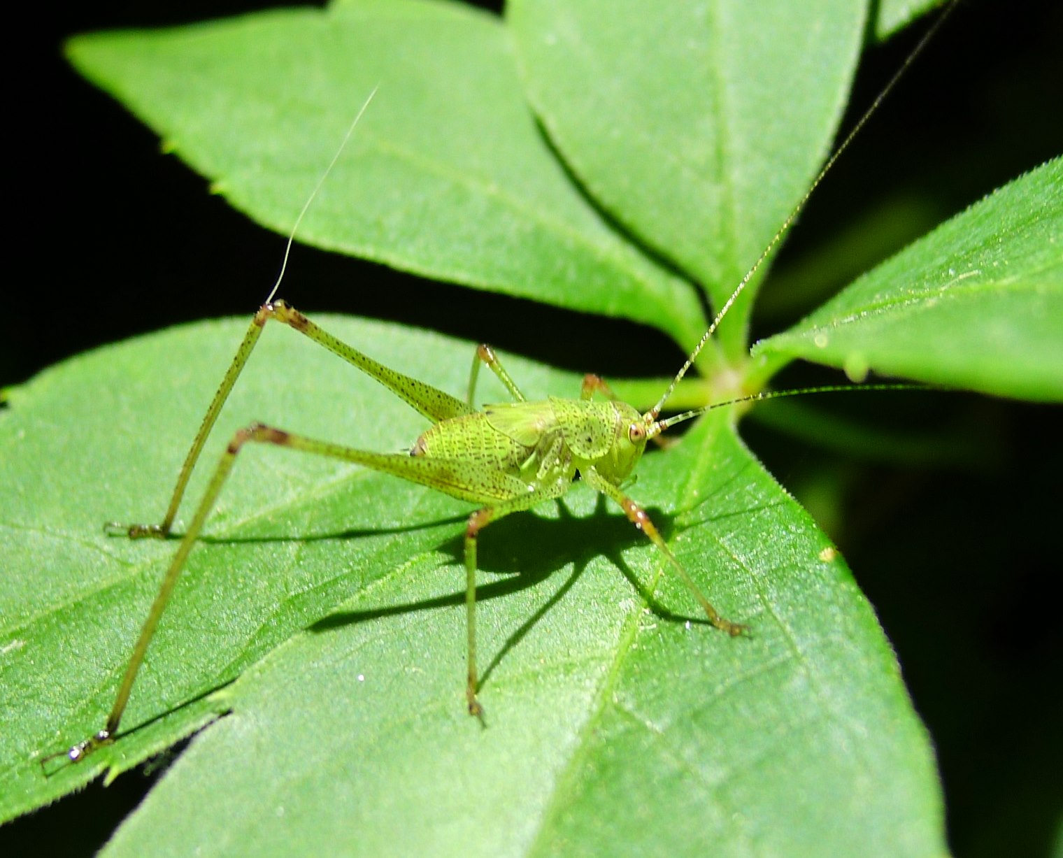 ninfa di Phaneroptera nana