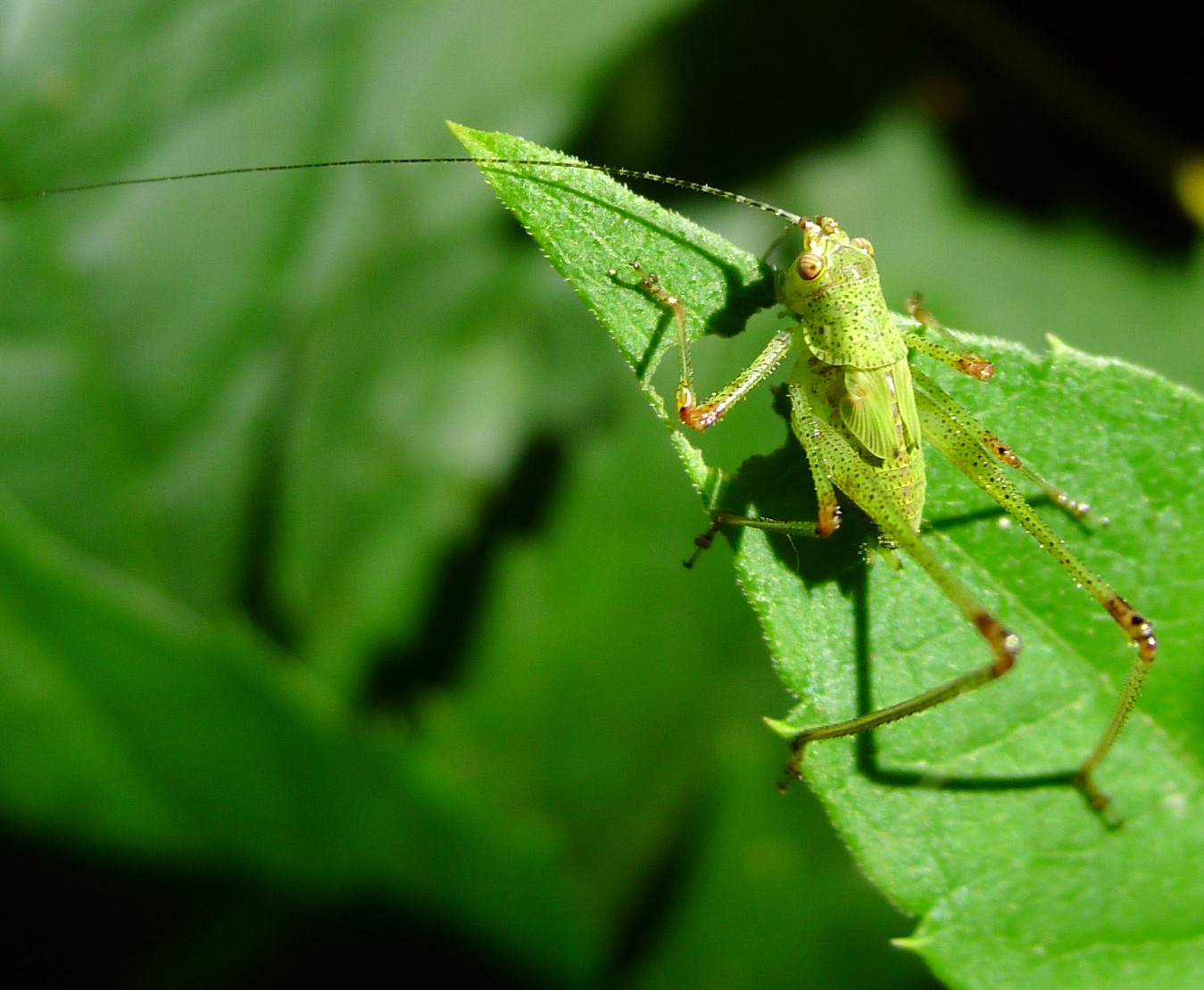 ninfa di Phaneroptera nana