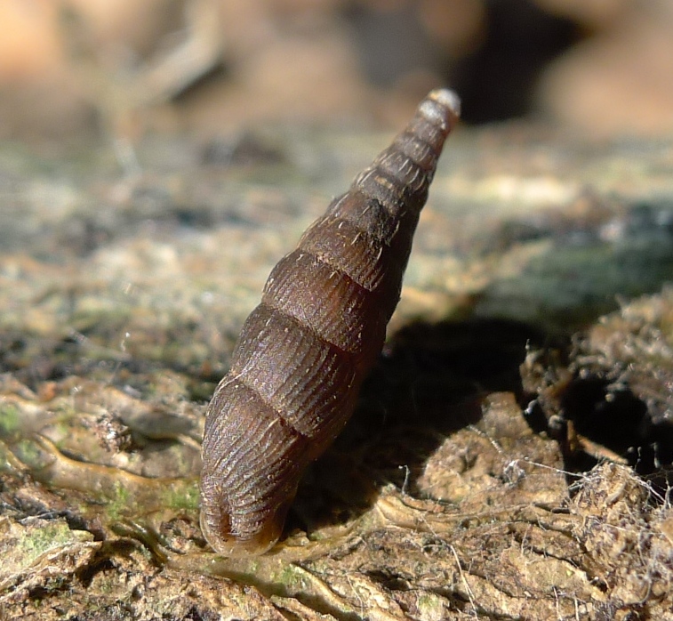 Laciniaria plicata Draparnaud 1801 della Svizzera