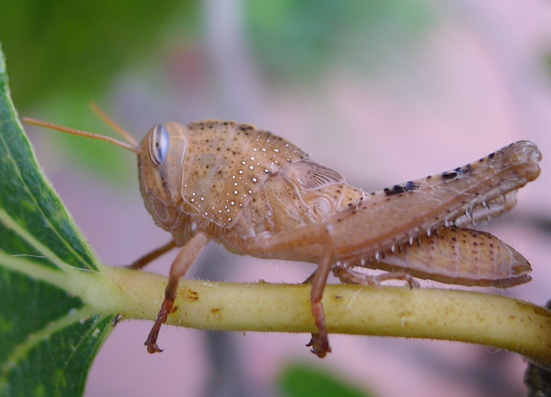 ninfa di Anacridium aegyptium (Acrididae)