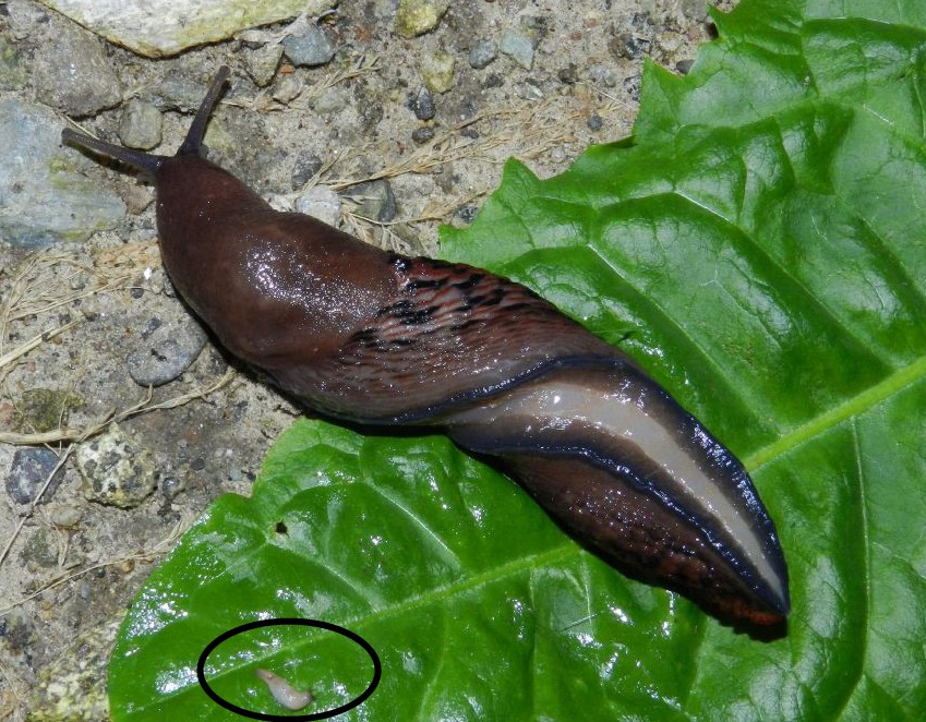 Limax dacampi nel Parco PLIS Bevera di Varese