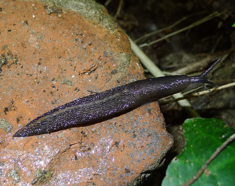 Limax golena fiume Pò Bondeno (FE)