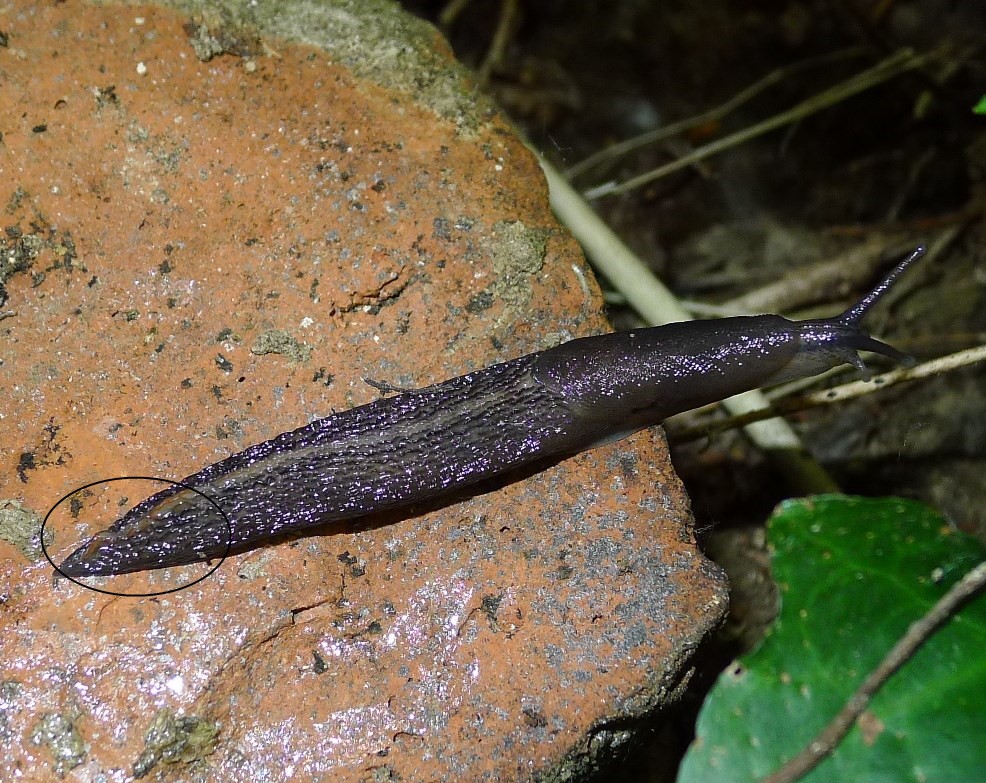 Limax golena fiume Pò Bondeno (FE)